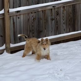 Collie and Shetland Sheepdog Puppies from Clarity