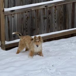 Collie and Shetland Sheepdog Puppies from Clarity