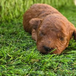 Teriyaki - Red male Maltipoo puppy in San Diego, California from Maltipoos SD
