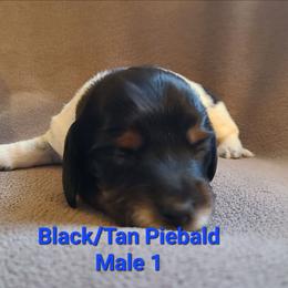 Black-Tan Piebald 1 - Piebald male Dachshund puppy in Washington C.H., Ohio from Long Duk Dachshunds