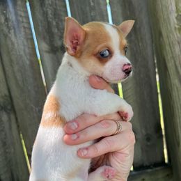 Undecided - Red and white female Chihuahua puppy in Sherwood, Arkansas from Bartelt Breeders