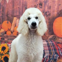 Poodles from Princetin Poodles