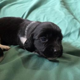 Oreo - Piebald male Dachshund puppy in Cowen, West Virginia from Bennett Babies