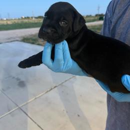 Romulus - Black male Cane Corso puppy in Lubbock, Texas from Hub City Kennel