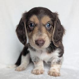 Gatsby - Piebald male Dachshund puppy in San Diego, California from Sweetheart Doxies LLC