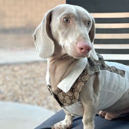 Falkor - Dachshund