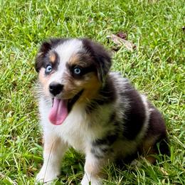 Buzz - Blue merle male Miniature Australian Shepherd puppy in Patterson, North Carolina from DreamLine Aussies