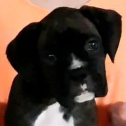 Nugget/Nuggie - Boxer puppy in Ellensburg, Washington from Savvy Boxers Seattle