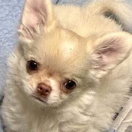 Creme Brulee - Cream and white female Chihuahua puppy in Summerfield, Florida from Impeccable's Boutique & Ethical Breeder for the educated & discriminating ONLY