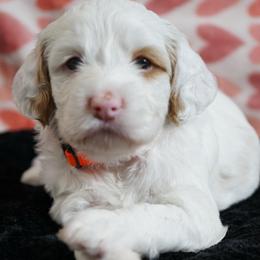 Summer - Chalk female Australian Labradoodle puppy in Fontana, California from Glory Labradoodle’s