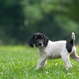 Crash - Black roan male German Shorthaired Pointer puppy in Greensburg, Kentucky from Nosam Kennels- Hungarian Vizslas, and German Shorthairs Located in Kentucky