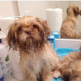 Chihuahuas, Companion Crosses, and Shih Tzus from Purposefully Bred Kennel