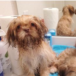 Chihuahuas, Companion Crosses, and Shih Tzus from Purposefully Bred Kennel