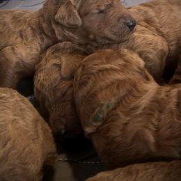 Poodle Puppies from Prissy Pants Poodles LLC