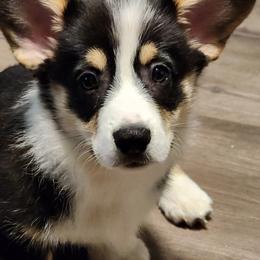 Pembroke Welsh Corgi Puppies from Hilltop Corgis