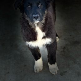 Itty Bitty - Black tri-color Australian Shepherd puppy in Mineral Wells, Texas from A6 Australian Shepards