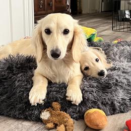 Dachshund Puppies from Dachshund Family Love Breeders