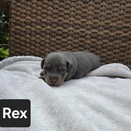 Rex - Blue male American Hunt Terrier puppy in Cave City, Arkansas from Bayou Valley Shepherds and American Hunt Terriers