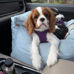 Cavalier King Charles Spaniel Puppies from Farmhouse Cavaliers NC