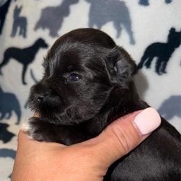 Cookies amazing black girl - Black female Miniature Schnauzer puppy in Forest, Virginia from Prestige Kennel LLC