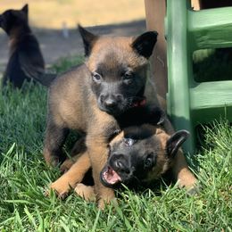 Belgian Malinois Puppies from Tehachapi Malinois
