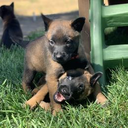 Belgian Malinois Puppies from Tehachapi Malinois