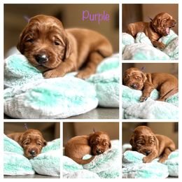 Goldendoodle Puppies from Charming Doods