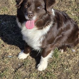 Sienna - Miniature Australian Shepherd