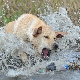 Chesapeake Bay Retriever and Labrador Retriever All Grown Up from Big Sioux Retrievers