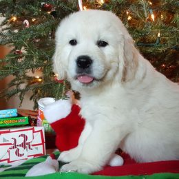 Golden Retrievers from Cold Spring Mountain Retrievers