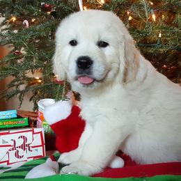 Golden Retrievers from Cold Spring Mountain Retrievers