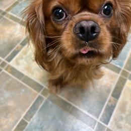 Toby - Cavalier King Charles Spaniel