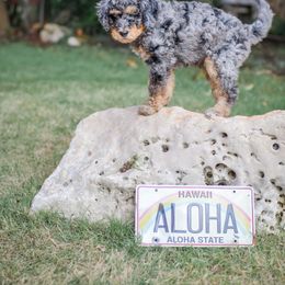 Bernedoodle Puppies from Aloha Bernedoodles of Austin