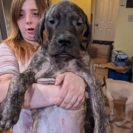 Boy 1 - Mastiff puppy in Rotterdam, New York from Geier's English Mastiff's🐾❤️