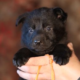 Odessa - Black female German Shepherd puppy in Augusta, West Virginia from Vom Haus Highlands