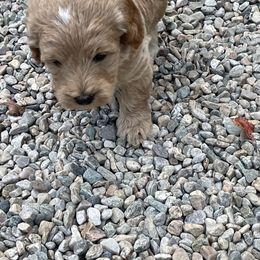Goldendoodle Puppies from Barnwood Doodles