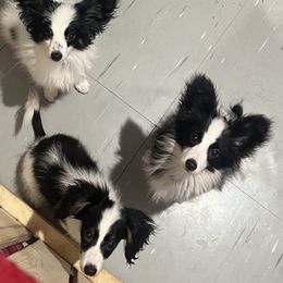 Papillons from Janice's Papillons