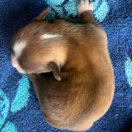 Trever - Merle male Chihuahua puppy in Sherwood, Arkansas from Bartelt Breeders