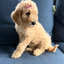 Red - Cream female Goldendoodle puppy in Ranger, Georgia from Muscadine Meadows Poodles and Doodles