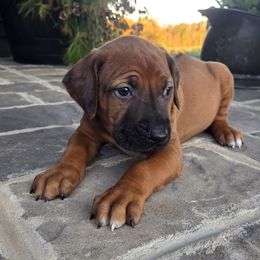 Nala - Rd whtn blk nose female Rhodesian Ridgeback puppy in Gaffney, South Carolina from Circle D Farms