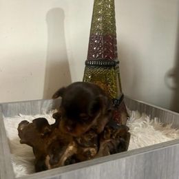 Yorkshire Terrier Puppies from Pam's Yorkies