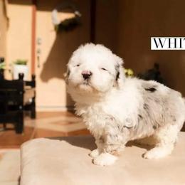 Aussiedoodle and Goldendoodle Puppies from Ever After Doodles Arizona