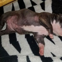 American Pit Bull Terrier Puppies from Kaotic APBTs