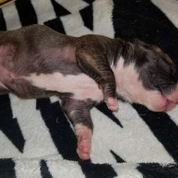 American Pit Bull Terrier Puppies from Kaotic APBTs
