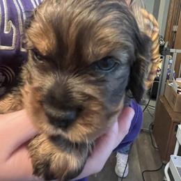 Ben - Black and tan male Cockapoo puppy in Wellington, Kansas from Brian’s Puppies