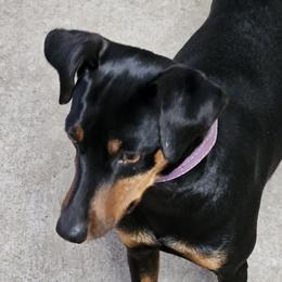 Marley - Miniature Pinscher
