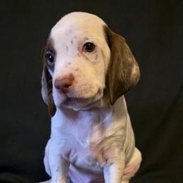 Spruce - Chestnut male Braque du Bourbonnais puppy in Deer Lodge, Tennessee from Steady Wind Braque du Bourbonnais Pointers
