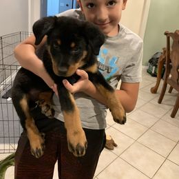 Beauceron Puppies from Trésor de Beauté Beaucerons