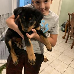 Beauceron Puppies from Trésor de Beauté Beaucerons