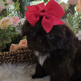 Girl 1 - Chocolate female Shih Tzu puppy in Victorville, California from 🩷CHAFFINO ADORABLE SHIH TZUS